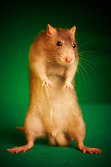 Image showing Rat on a green background