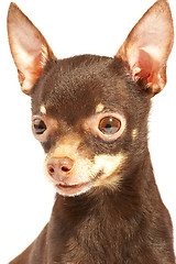 Image showing Russian toy-terrier.