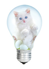 Image showing Electric lamp and kitten