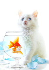 Image showing kitten and fish