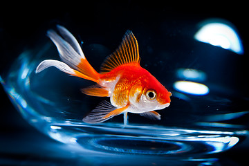 Image showing goldfish