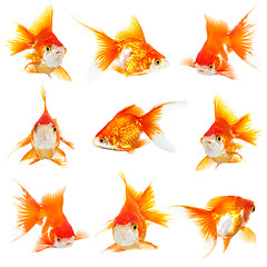 Image showing Gold small fishs 