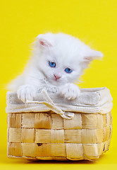 Image showing White kitten in a basket.