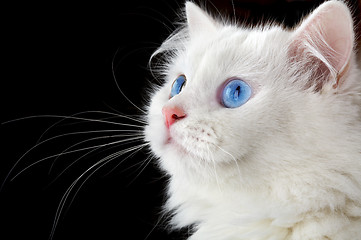 Image showing Portrait of a white cat