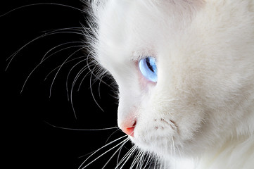 Image showing Portrait of a white cat