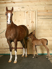 Image showing horse with a foal