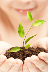 Image showing The boy observes cultivation of a young plant.