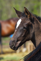 Image showing Horse