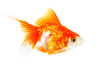 Image showing Gold small fish