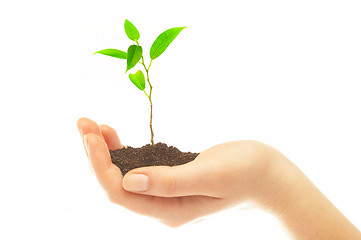 Image showing Human hands and young plant