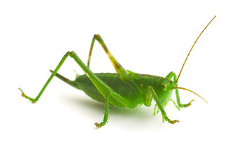 Image showing grasshopper