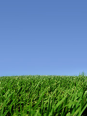 Image showing Background of sky and grass