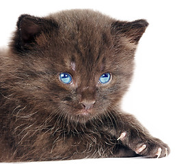 Image showing Small kitten on a white background