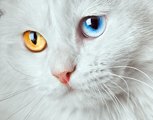 Image showing varicoloured eyes white cat