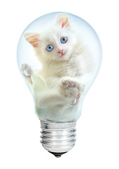 Image showing Electric lamp and kitten