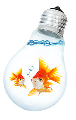 Image showing Gold small fish in light bulb on a white background