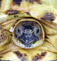 Image showing Photo of a turtle close up