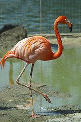 Image showing Flamingo