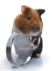 Image showing guinea-pig