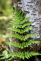 Image showing branch of the fern