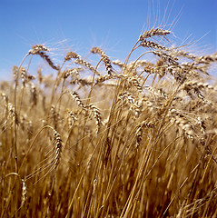 Image showing Wheat field