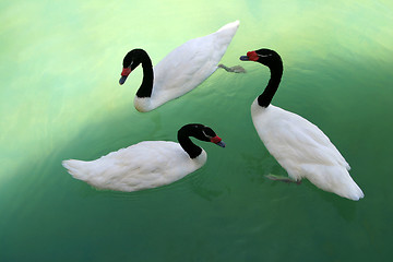 Image showing swans 