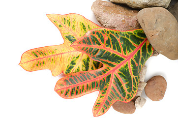 Image showing stones with color leaf