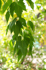 Image showing Green leaves