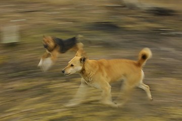 Image showing Running dogs