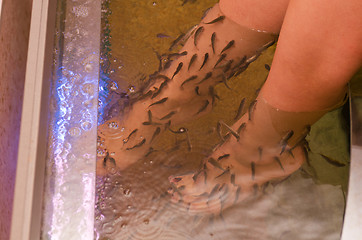 Image showing Fish spa pedicure