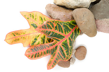 Image showing stones with color leaf