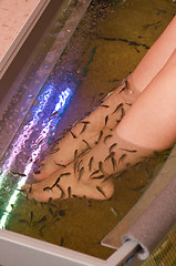 Image showing Fish spa pedicure