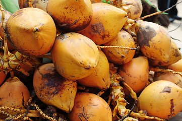 Image showing Golden coconut fruits