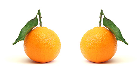 Image showing clementines