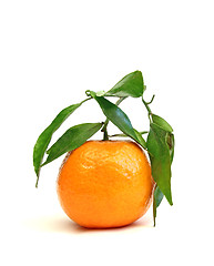 Image showing clementine