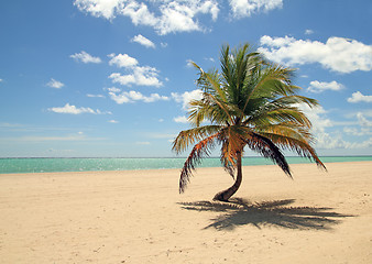 Image showing palm tree