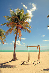 Image showing palm tree