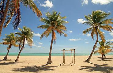Image showing coconut trees beach