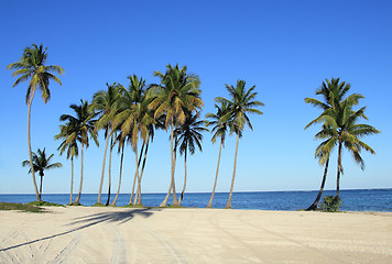 Image showing palm trees