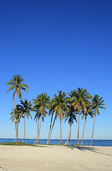 Image showing palm trees