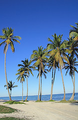 Image showing palm trees