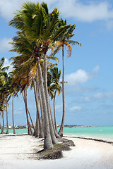 Image showing coconut trees