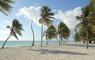 Image showing coconut beach