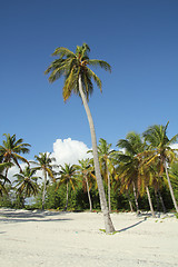 Image showing tropical beach