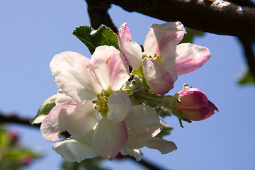 Image showing Apple Blossom