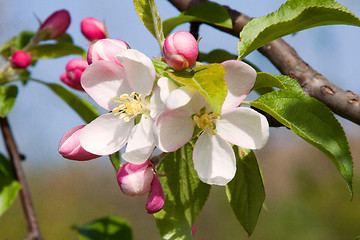 Image showing Apple Blossom