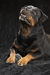 Image showing Pure bred rottweiler