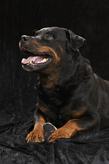 Image showing Pure bred rottweiler