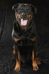 Image showing Pure bred rottweiler