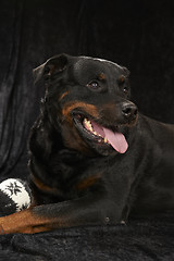 Image showing Pure bred rottweiler